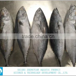 Seafood Frozen Skipjack Tuna thumbnail-1