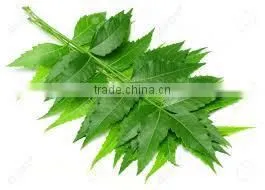 INDIAN LILAC thumbnail-1
