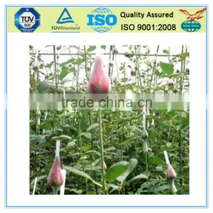 Food Grade PE Rose Bud Net thumbnail-4