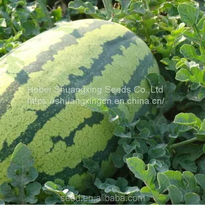 Early Maturity f1 Hybrid Watermelon Seeds thumbnail-4