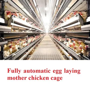 Fully Automatic Meat Chicken Cage thumbnail-3