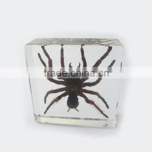 2016 New Design Wholesale Meaningful Promotional Gift Desk Decoration With Real Insect thumbnail-2