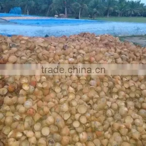 Coconut Shell thumbnail-1
