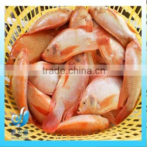 Frozen Fresh Small Whole Round Red Tilapia thumbnail-1