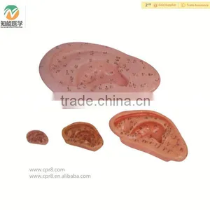 High Quality Ear Chinese Acupuncture Model thumbnail-1