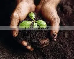 Neem Soil thumbnail-4