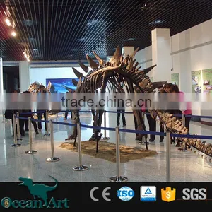 OAV3126 1:1 Dinosaur Skeleton Model thumbnail-2