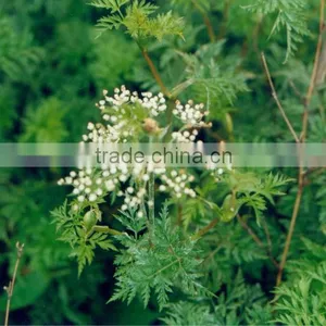 Rhizoma Chuanxiong Extract/Chuanxiong Essential Oil thumbnail-1
