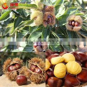 Wholesale Frozen Roasted Chestnuts thumbnail-5