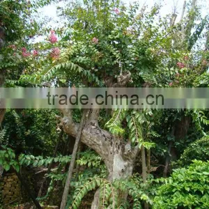 Lagerstroemia Indica L. thumbnail-3