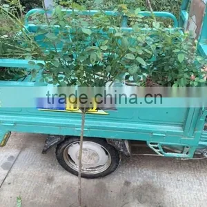4-5 Years 80-120cm Blooming Roses Seedlings With Straight Trunk thumbnail-1