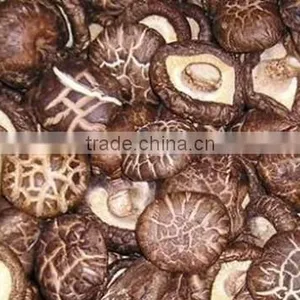 Lentinus Edodes/mushroom Champignon/champignon Mushroom thumbnail-6