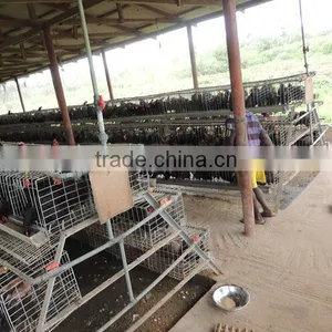 Zimbabwe Poultry Cage Dip Hot Chicken thumbnail-3