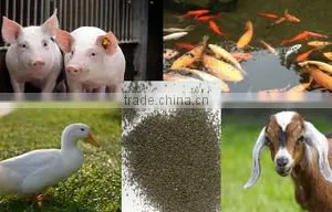 Animals Feed Supplement Kelp Meal thumbnail-5