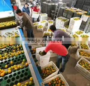 Orange Grading Machine Sorter Grader thumbnail-2