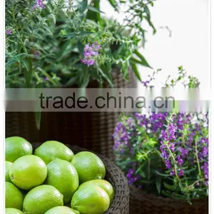 3-piece Indoor/Outdoor Resin Rattan Round Planter thumbnail-4