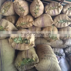 Vietnam Cinnamon Herb thumbnail-2