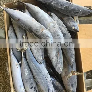 Top Grade Frozen Pacific Mackerel for Sale thumbnail-1
