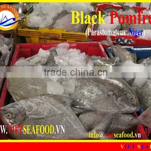 FROZEN BLACK POMFRET WHOLE ROUND thumbnail-1