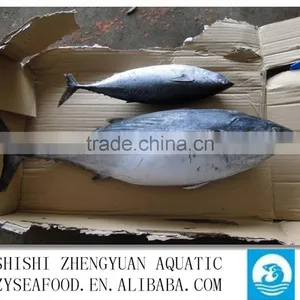 Shishi Zhengyuan Aquatic Frozen Bonito W/R thumbnail-1