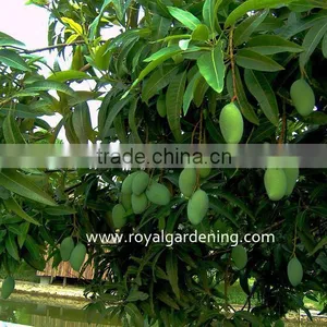 Mangifera Indica Outdoor Plants thumbnail-1