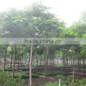 Delonix Regia Tropical Tree for Landscaping thumbnail-1