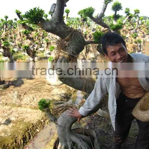 Ficus Microcarpa Landscaping Tree Big S Shape thumbnail-1