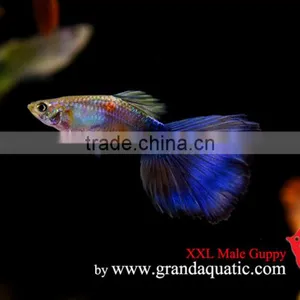 Guppy Fish XXL Size for Aquarium Fish Export thumbnail-4