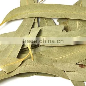 Dried Eucalyptus Leaves thumbnail-1