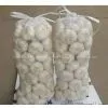 5.0cm Normal White Garlic thumbnail-1