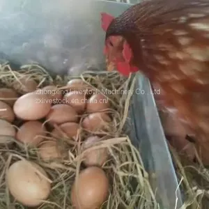 Chicken Egg Laying Nest thumbnail-5
