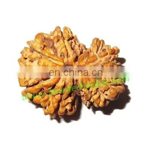 Rare Nepali Rudraksha Beads 'Gauri Shankar', Size: 25x29mm thumbnail-1
