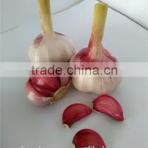Wholesale China Garlic Price thumbnail-3