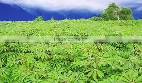 Pressed Cassava Stem in Block thumbnail-3