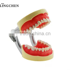 Hot Sell Dental Teeth And Jaw Models thumbnail-2