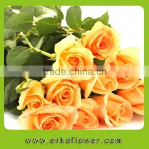Natural Promotional Preserved Rose Flower for Home Decoration thumbnail-5