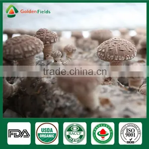 Supplier of Fresh Dried Shiitake Mushroom Growing Shiitake Mushroom Log Spawn for Mushroom Farm thumbnail-2