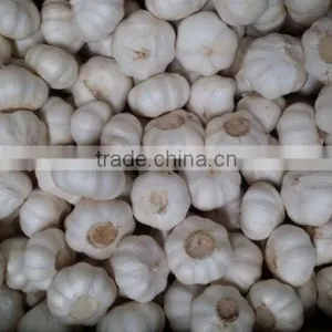 Selected White Skin Garlic thumbnail-2