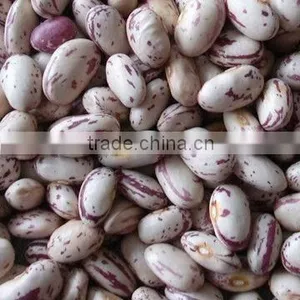 New Crop Light Red Speckled Kidne y Beans Long Shape Bamboo Bean for Europe thumbnail-2