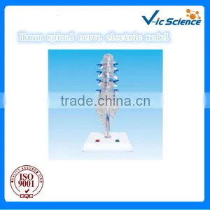 The Model of Lumbar Sacral Vertebae ,intervertebral Disks and Spinal Nerve,human Electric Model thumbnail-1