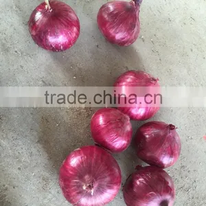 70mm Size Red Onion in 5kg Mesh Bag thumbnail-1