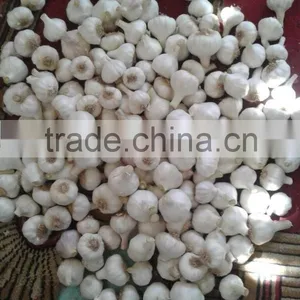 Fresh Garlic White Garlic thumbnail-3