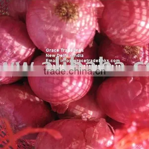 Red Onion India Exporter thumbnail-1