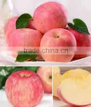 FRESH APPLES FRUITS thumbnail-3