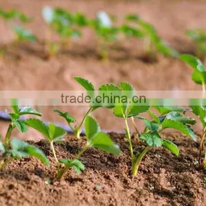 Strawberry Seedling Nursery thumbnail-1
