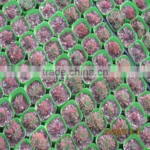 Factory Prices Non-wetting Mushroom Growing Greenhouse thumbnail-2