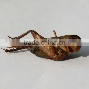 Dried Crickets Bird & Fish Pet Food thumbnail-3