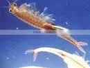 Cocktail Shrimp thumbnail-1