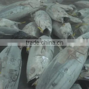 Skipjack Tuna thumbnail-1