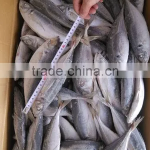 Horse Mackerel Frozen 20 25 cm + thumbnail-3